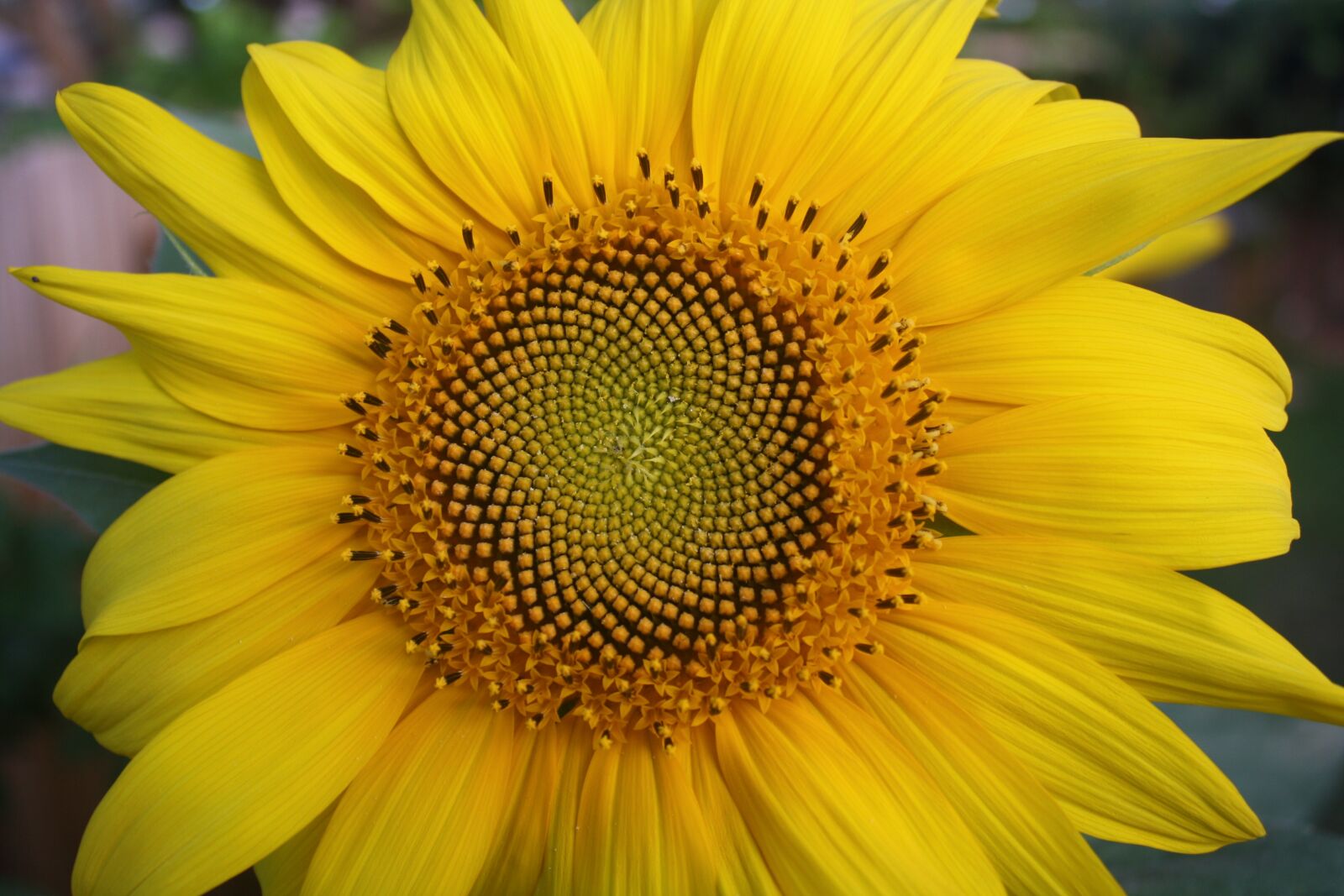 Canon EOS 1000D (EOS Digital Rebel XS / EOS Kiss F) sample photo. Sunflower, yellow, flower photography