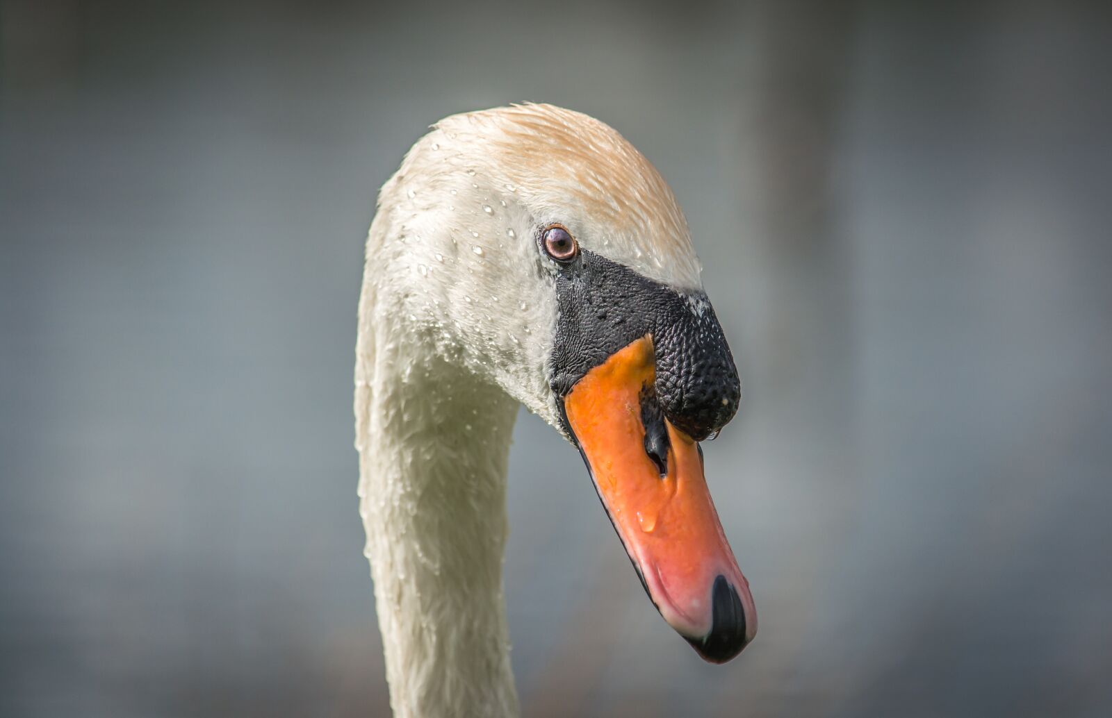 Nikon D5200 sample photo. Swan, bird, beak photography