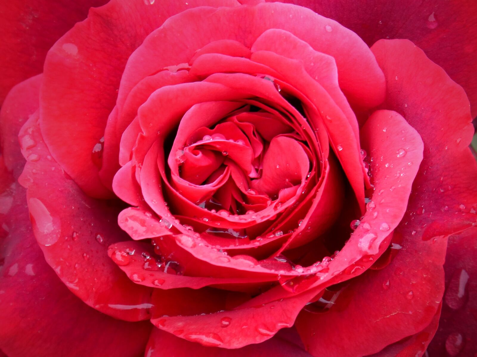 Panasonic DMC-FZ62 sample photo. Rosa, red rose, drops photography