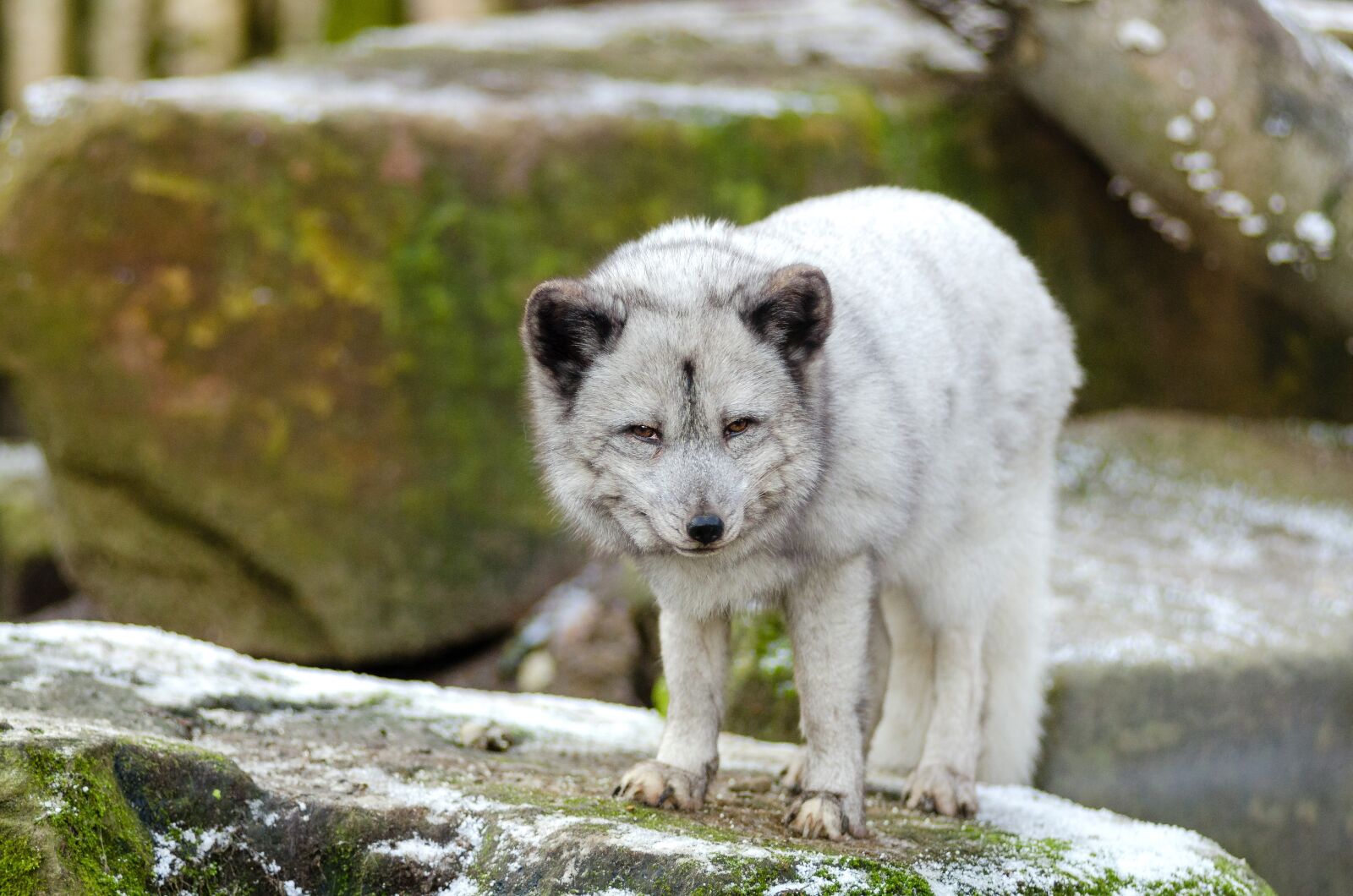 AF Zoom-Nikkor 80-200mm f/2.8 ED sample photo. White, wolf photography