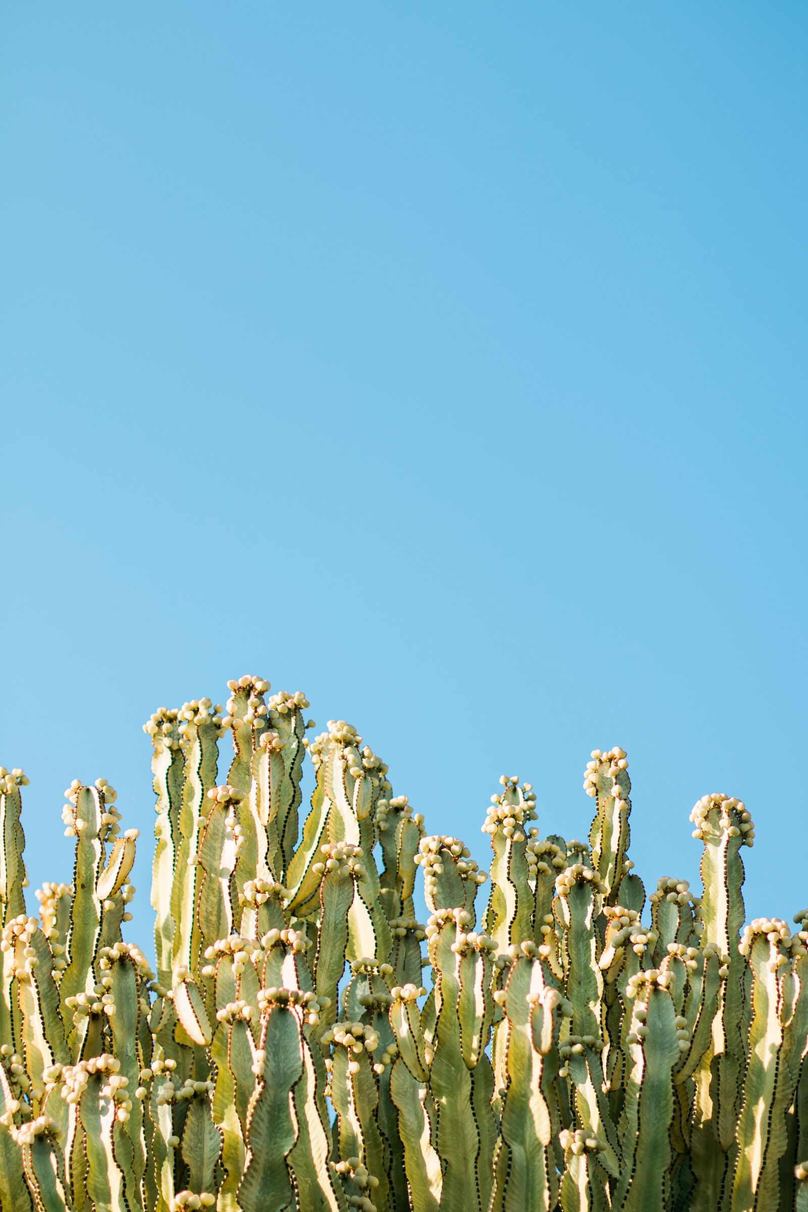 Canon EOS 70D + Canon EF 50mm F1.4 USM sample photo. Nature, sky, green, cactus photography
