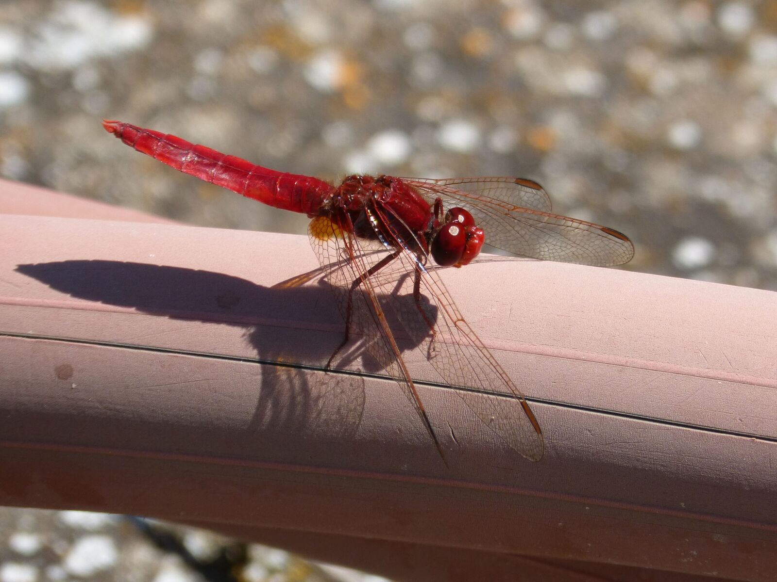 Panasonic DMC-FZ62 sample photo. Red dragonfly, raft, erythraea photography