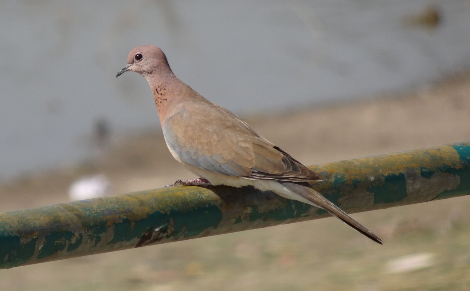Sony Cyber-shot DSC-HX90V sample photo. Bird, dove, laughing dove photography