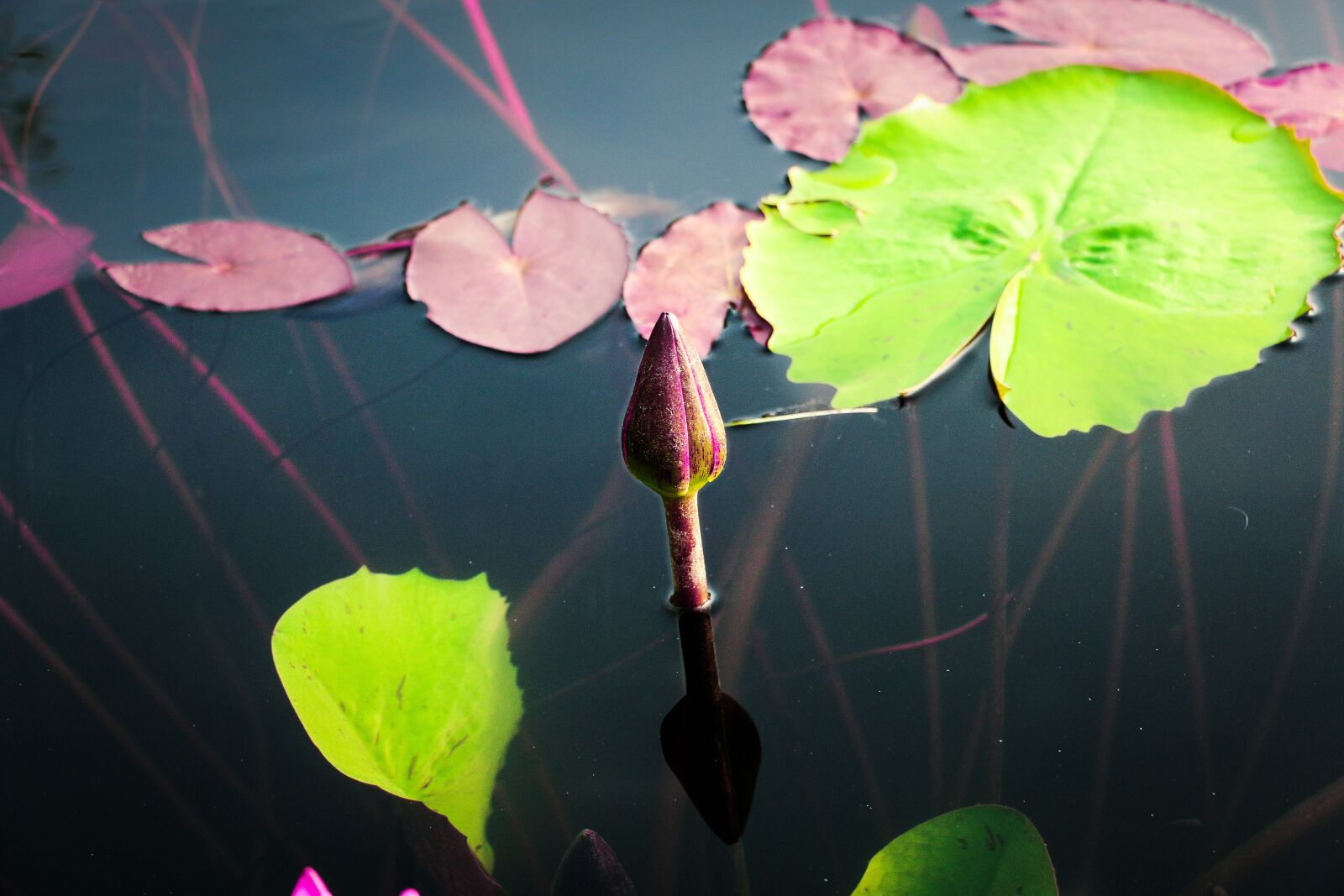 Canon EOS 70D sample photo. Cox's bazar, water, flower photography