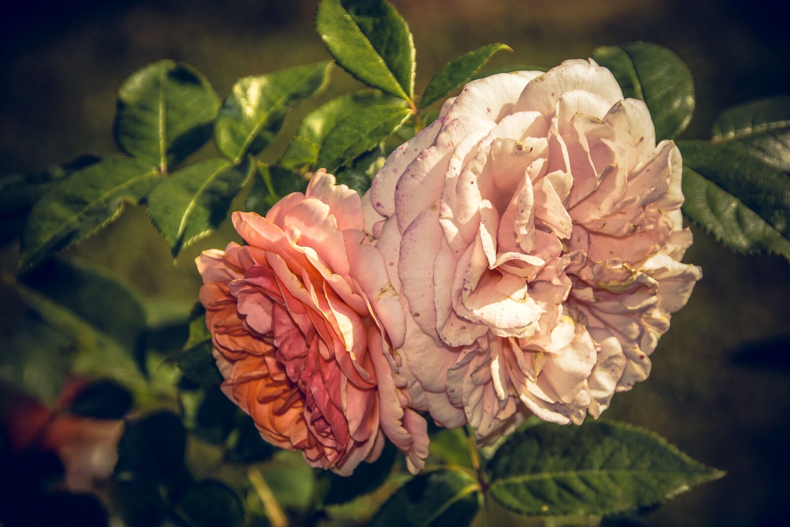 Sony ILCA-77M2 sample photo. Rose, blossom, bloom photography