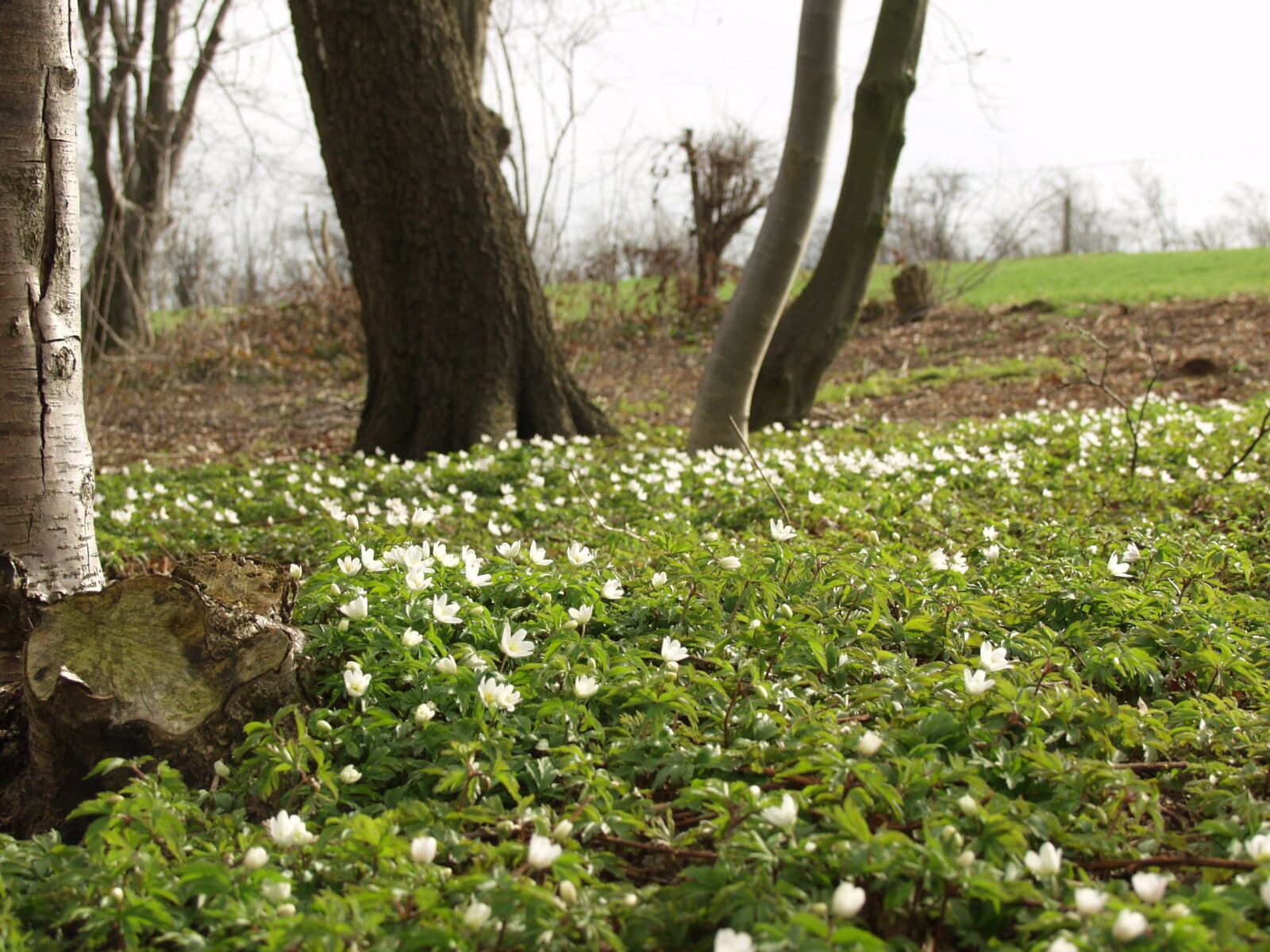 Olympus E-10 sample photo. Spring, flowers, anemone photography