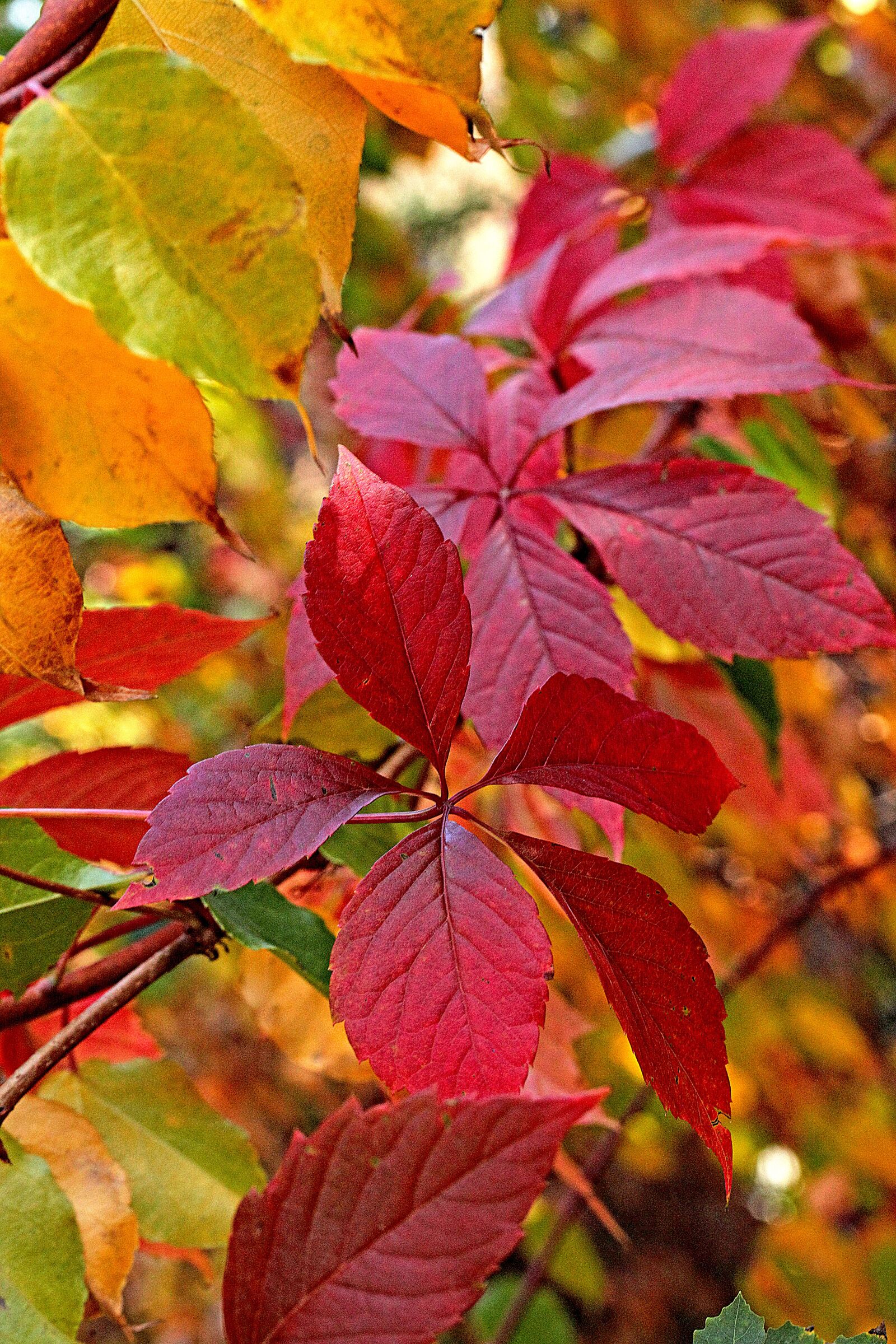 Canon EOS 5D Mark II sample photo. Foliage, autumn, autumn colors photography
