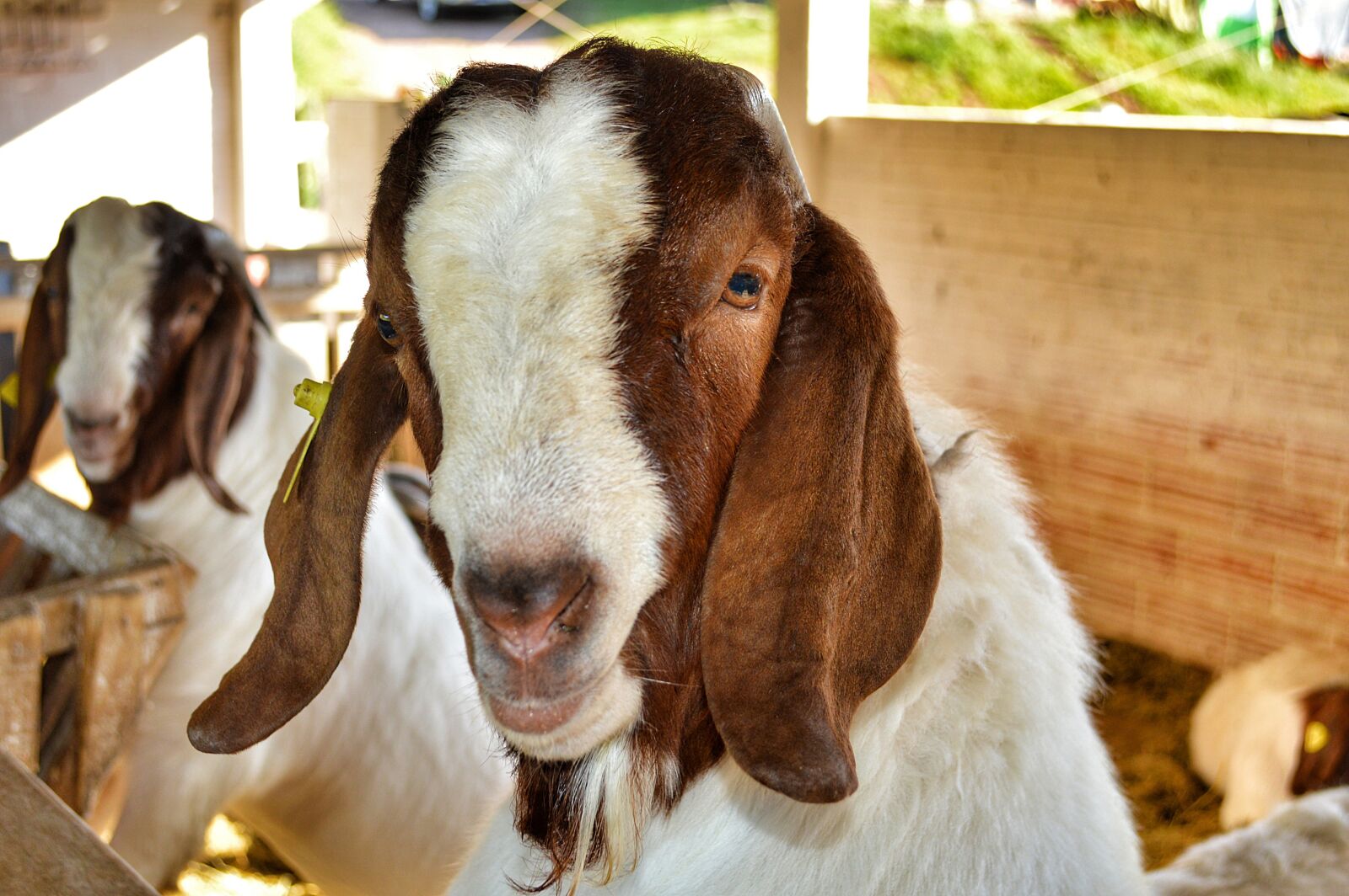 Nikon D3200 sample photo. Kid, animal, goat photography