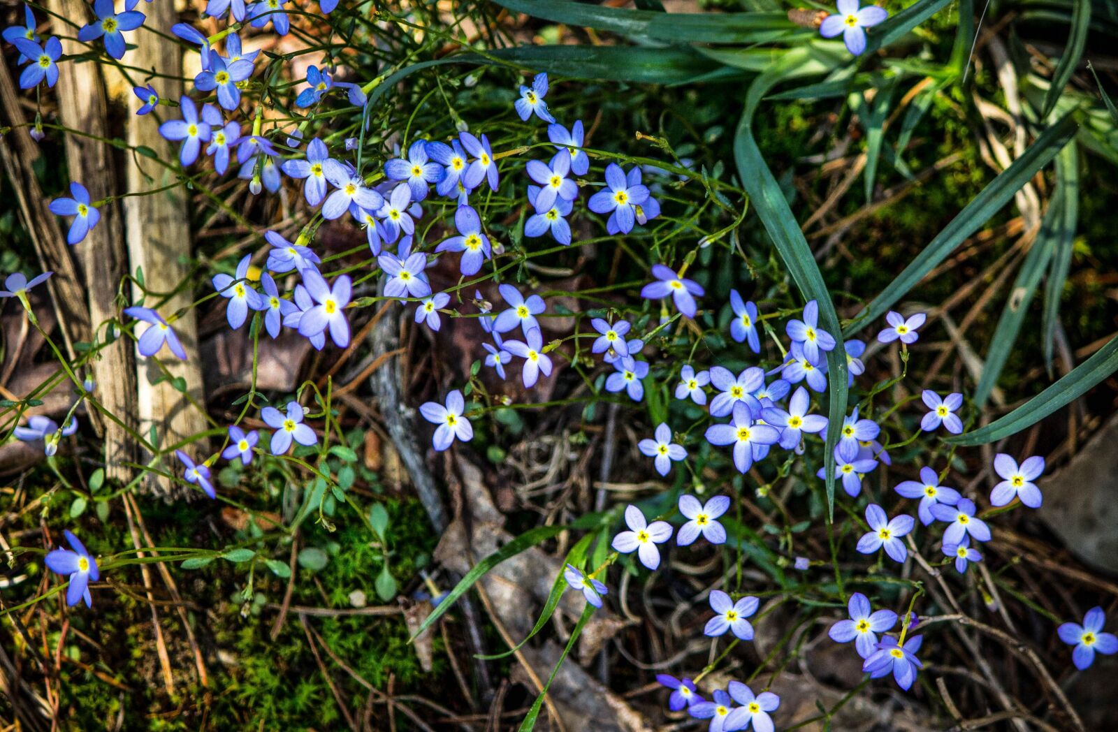 Canon EOS 600D (Rebel EOS T3i / EOS Kiss X5) sample photo. Bluets, azure bluets, quaker photography