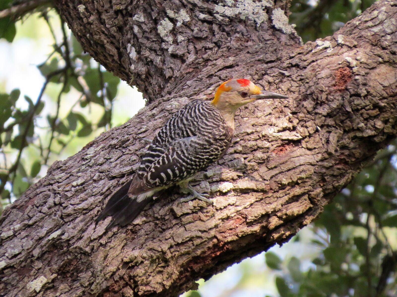 Canon PowerShot SX50 HS sample photo. Bird, colorful, woodpecker photography