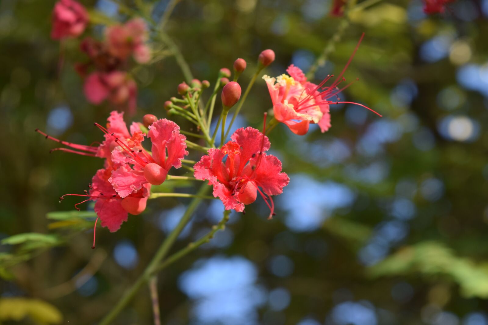 Nikon D3300 sample photo. Flower, red, nature photography