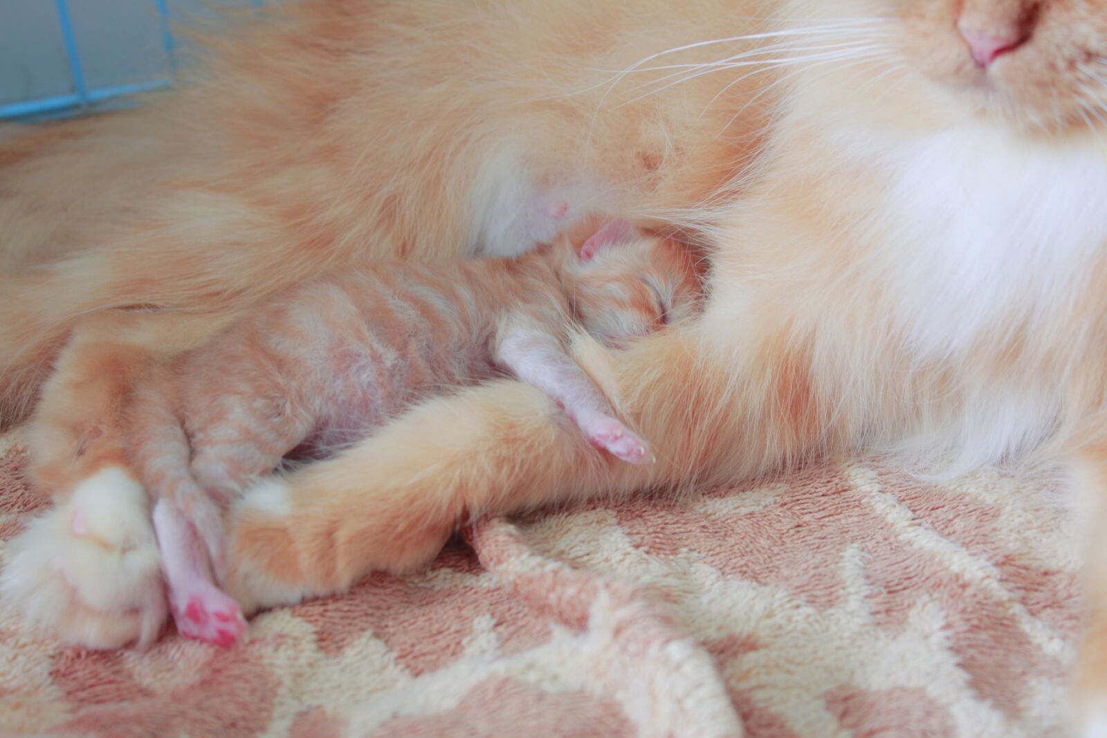 Canon EOS 50D sample photo. Cat, baby, kitten photography