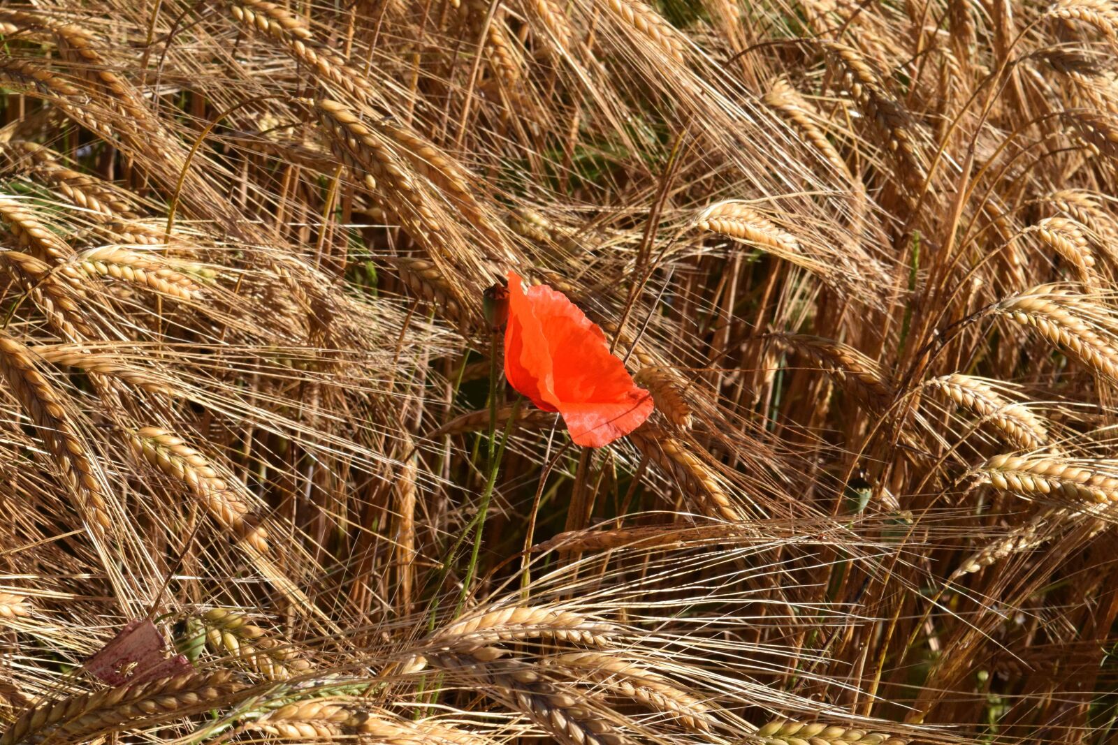 Nikon D3300 sample photo. Agriculture, nature, opium poppy photography
