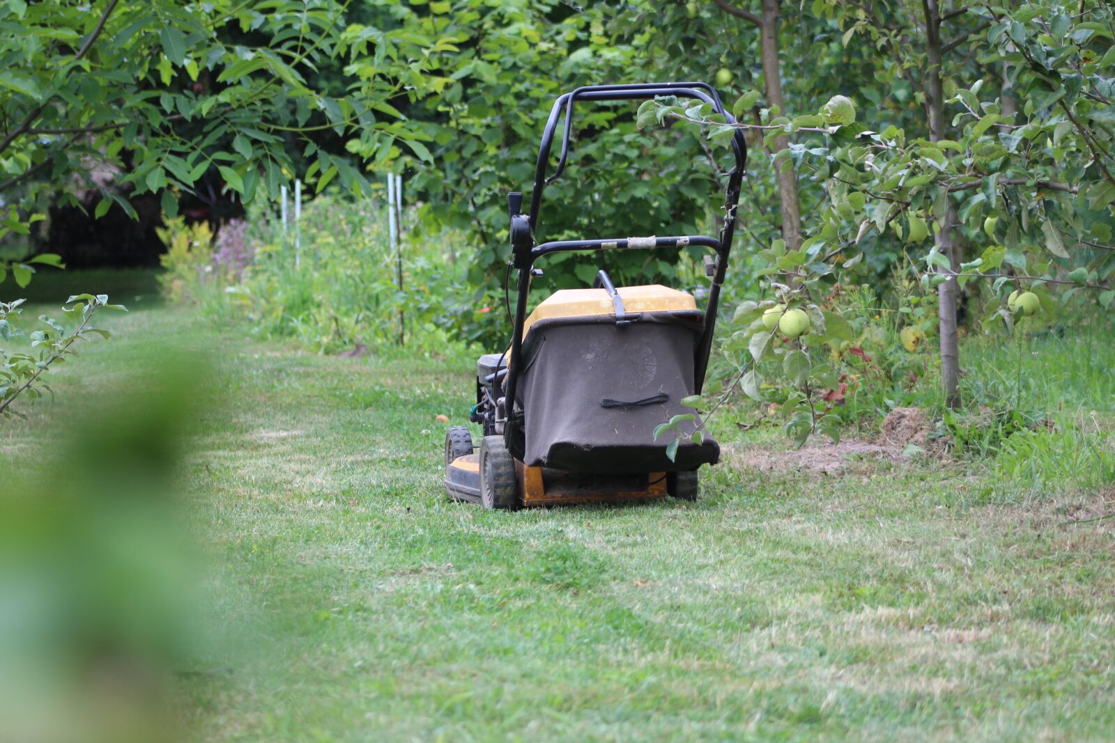Canon EF75-300mm f/4-5.6 sample photo. Lawn mower, grass, lawn photography