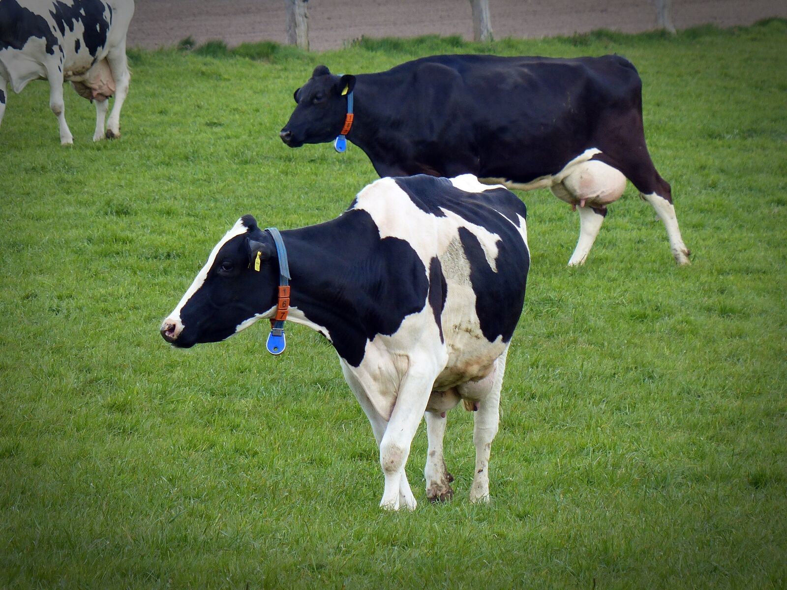 Panasonic Lumix DMC-FZ200 sample photo. Cow, milk cow, cattle photography