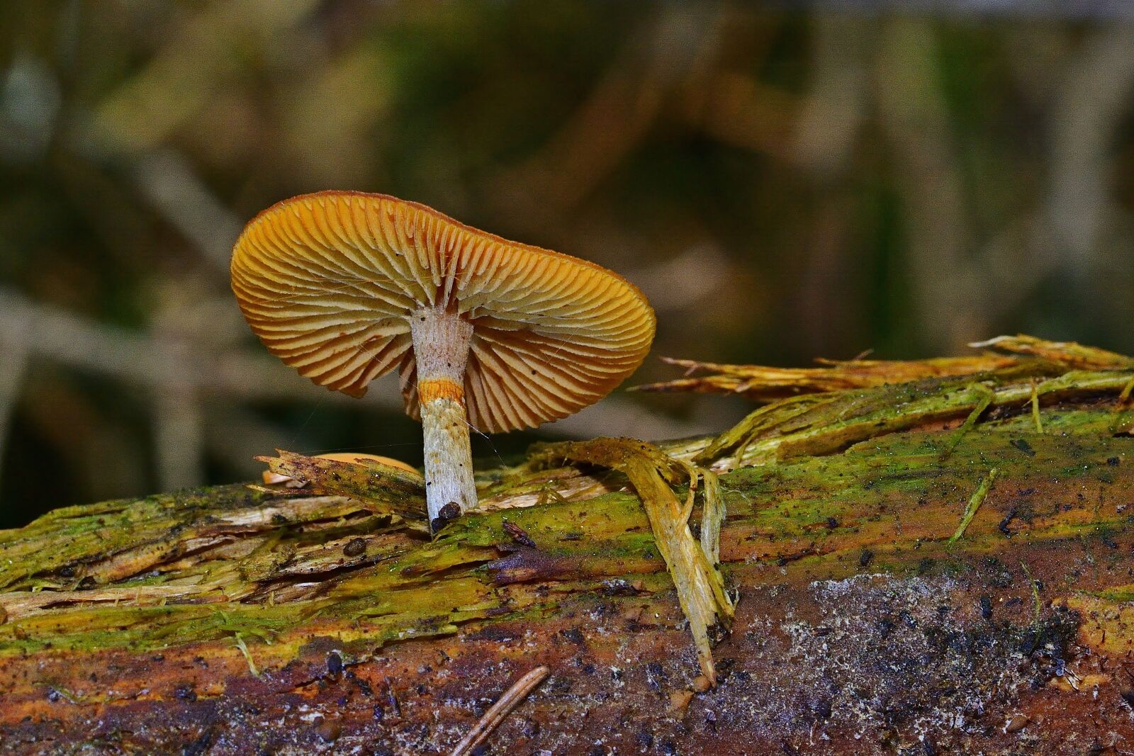 Nikon D5200 sample photo. Forest, wood, mushroom photography