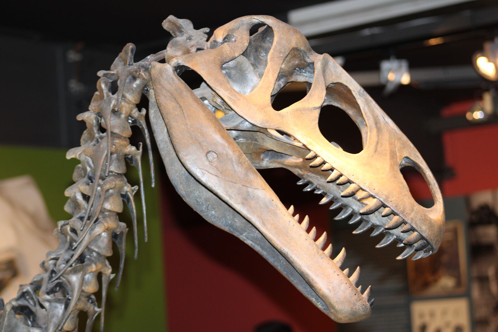 Canon EOS 2000D (EOS Rebel T7 / EOS Kiss X90 / EOS 1500D) sample photo. Bone, dinosaur, skeleton photography