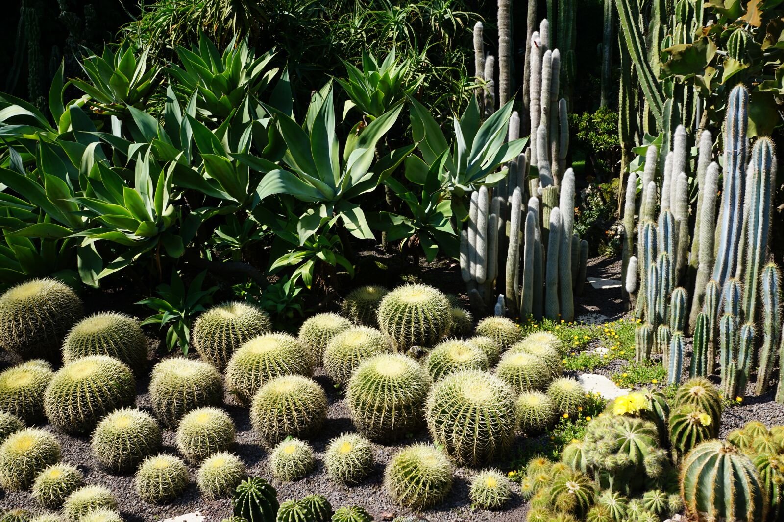 Sony ILCA-77M2 sample photo. Cactus, green, plant photography