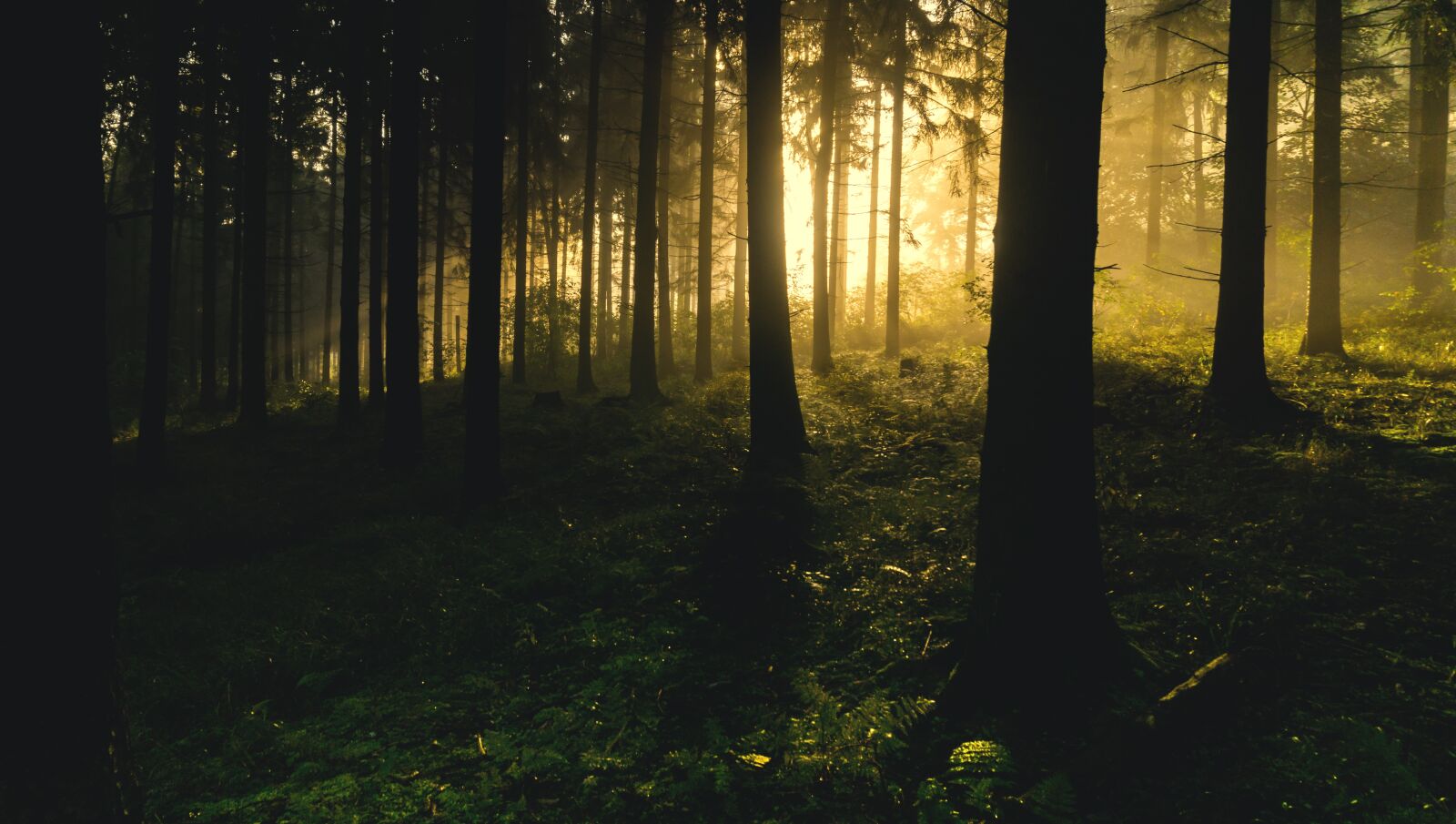 Sony a6000 sample photo. Backlit, conifers, dark photography