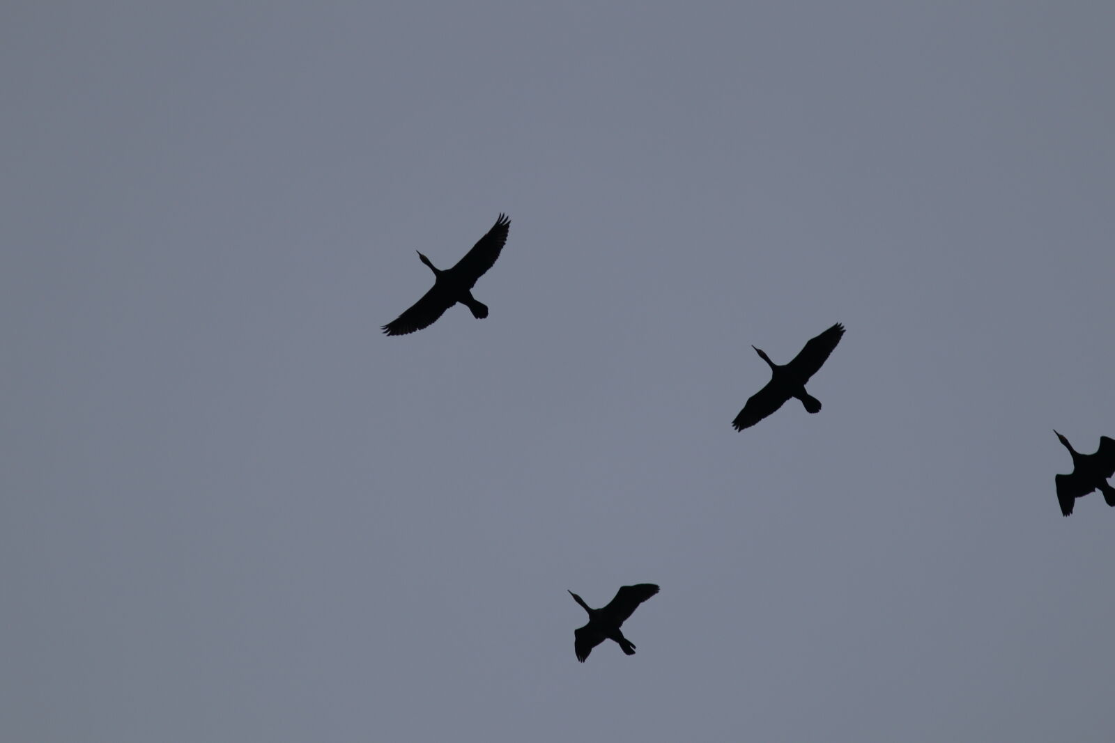 Canon EF 300mm F4L IS USM sample photo