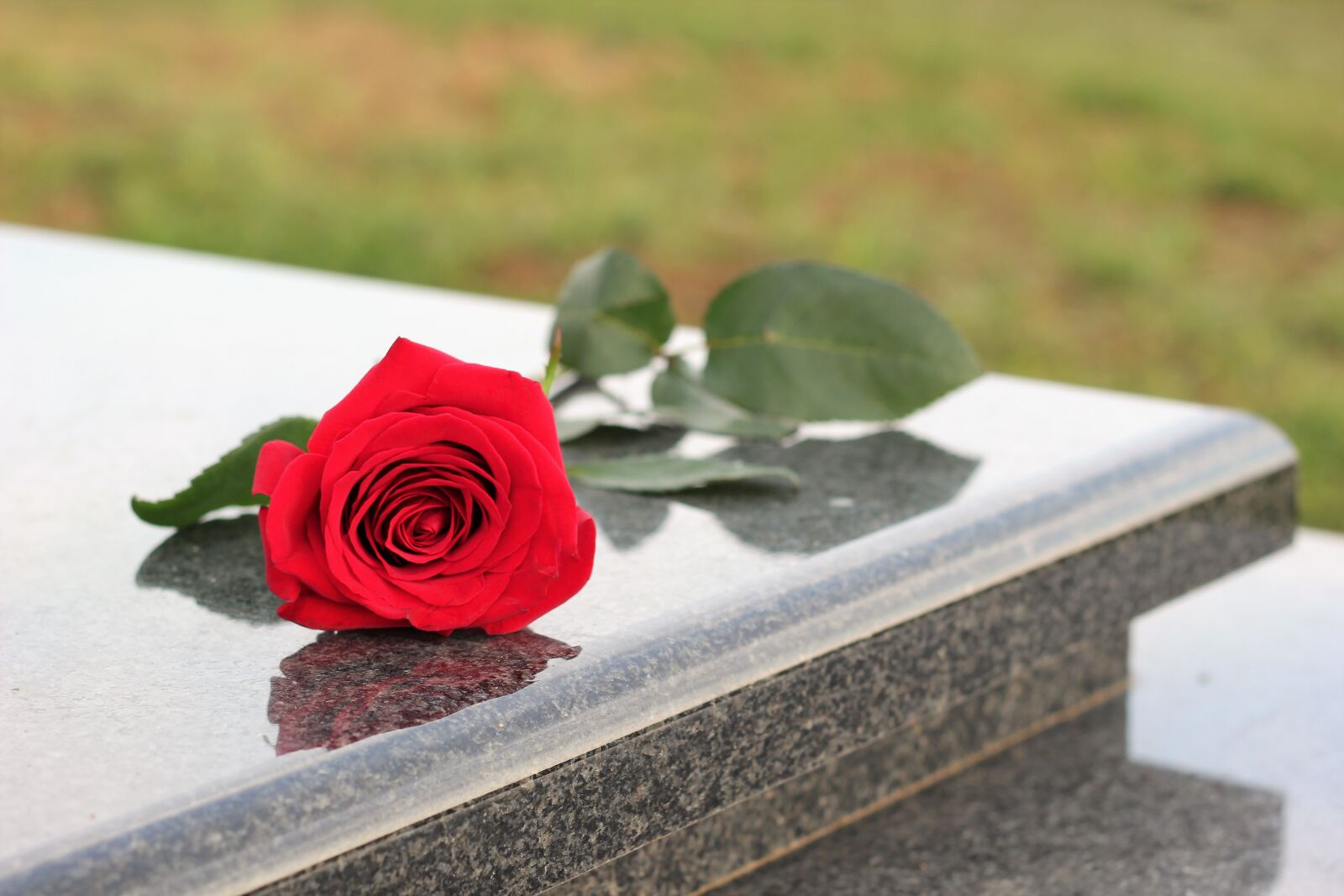 Canon EOS 550D (EOS Rebel T2i / EOS Kiss X4) sample photo. Red rose, grey marble photography