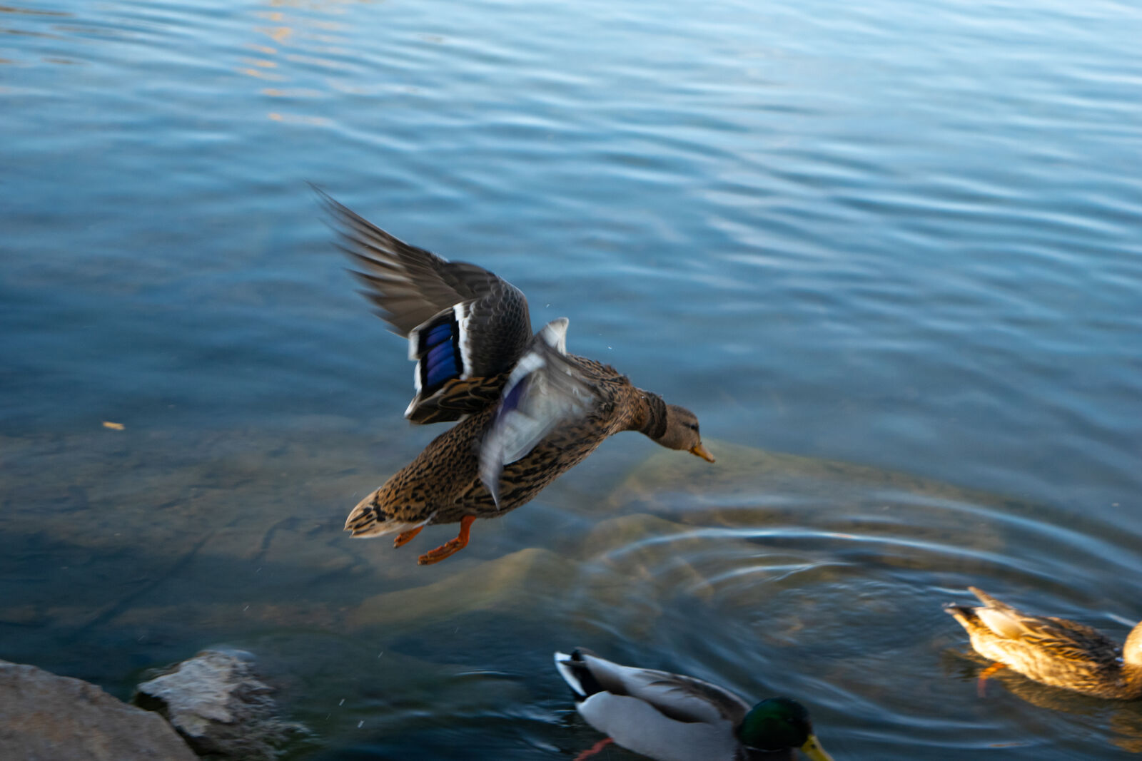 Nikon D3300 sample photo. Das mallard photography