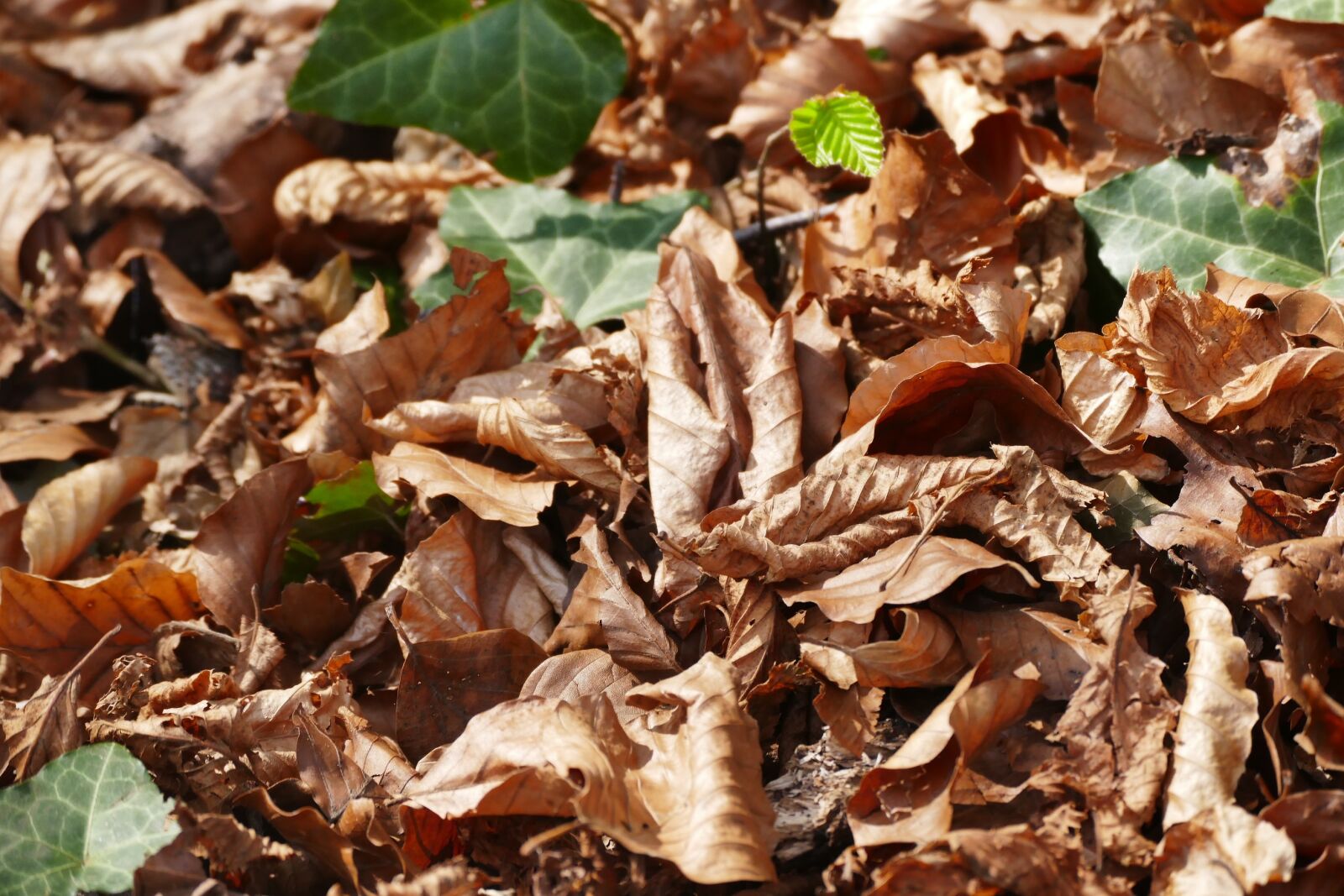 Panasonic Lumix DMC-FZ1000 sample photo. Spring, leaves, nature photography
