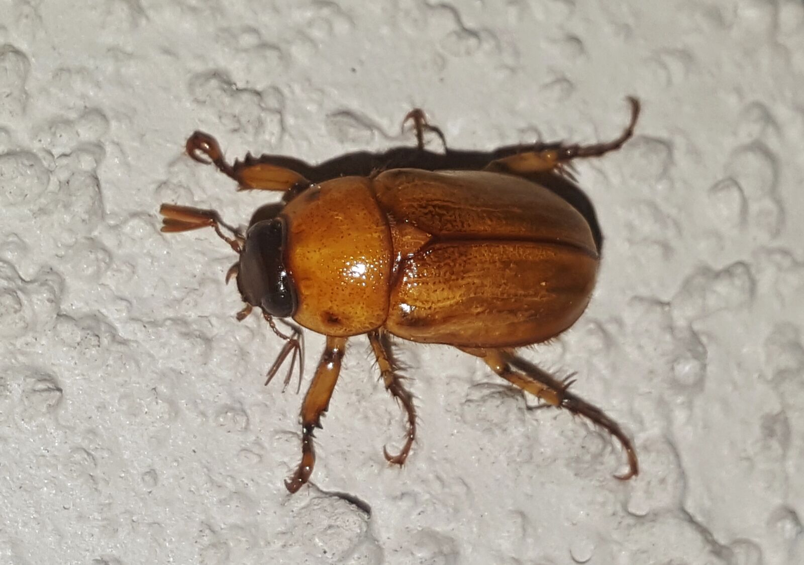 Samsung Galaxy Note5 sample photo. June bug, beetle, insect photography