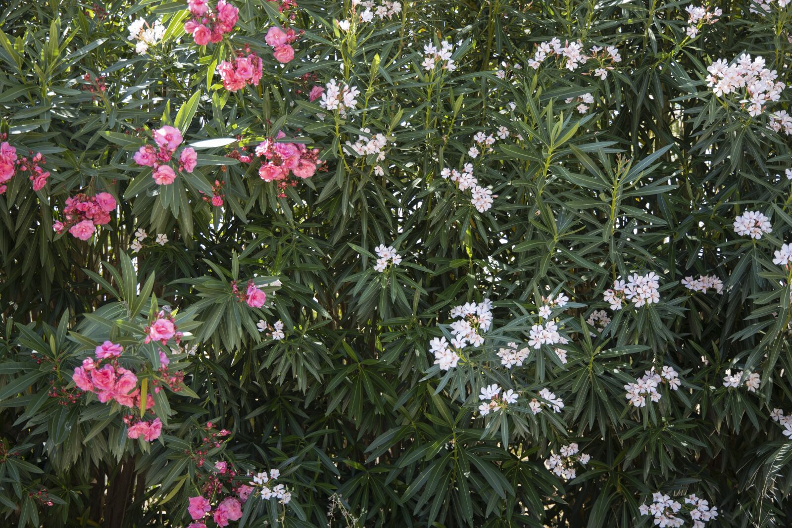 Canon RF 24-105mm F4L IS USM sample photo. Flowers, nature, plant photography