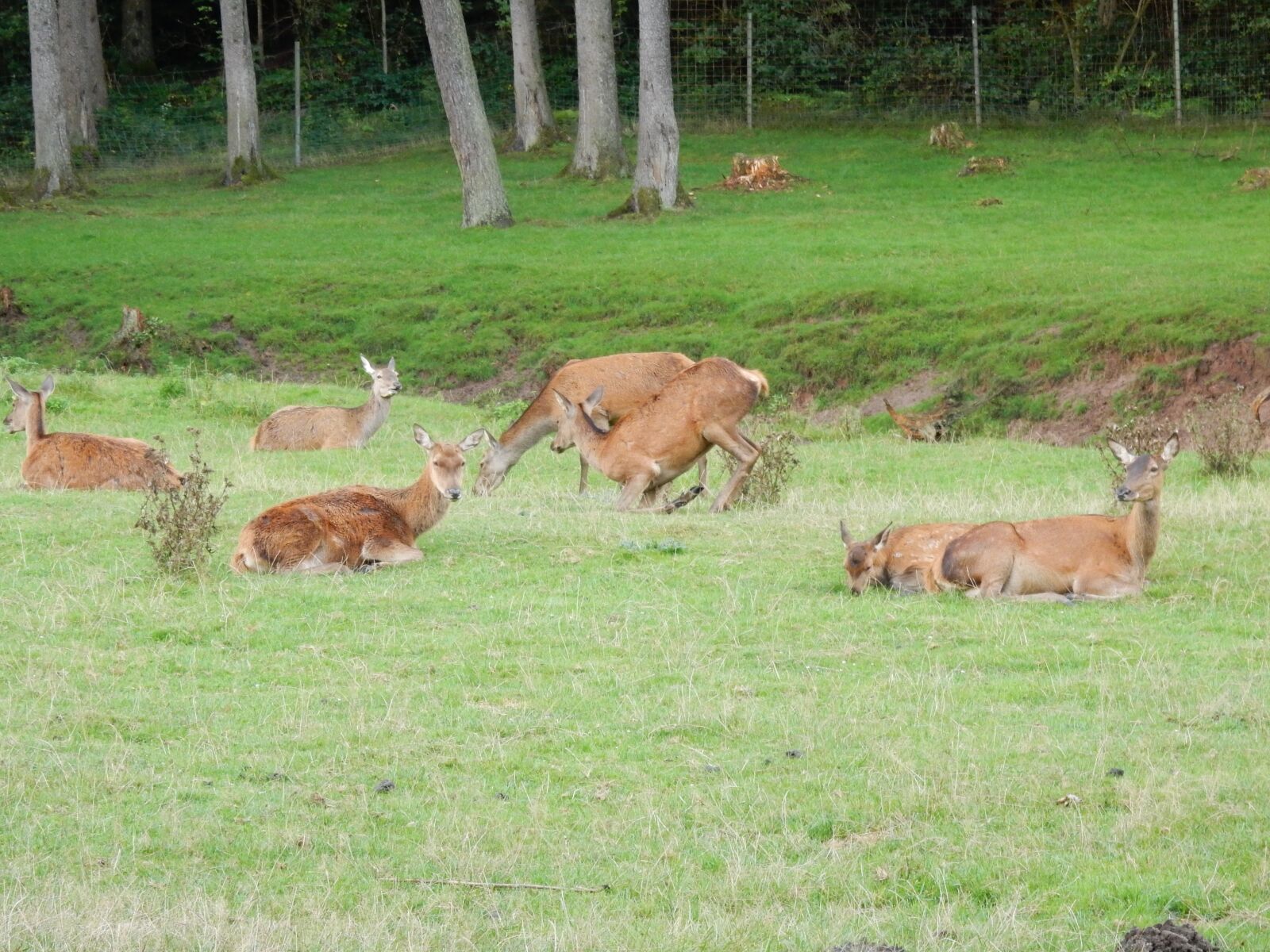 Nikon Coolpix S9700 sample photo. Deer, animals, forest photography