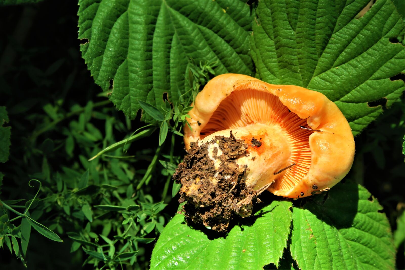 Canon PowerShot G7 X sample photo. Mushroom, plant, nature photography