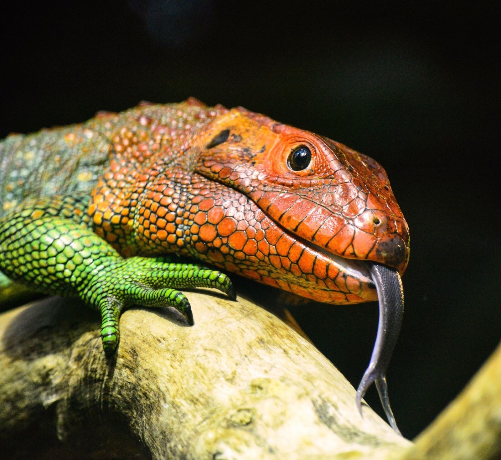 Nikon D800E sample photo. Lizard, head, macro photography