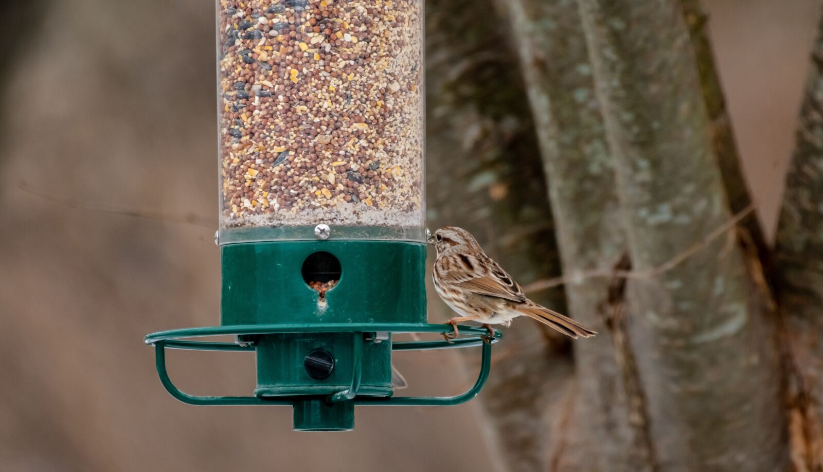 Nikon D500 sample photo. Bird feeder, back yard photography