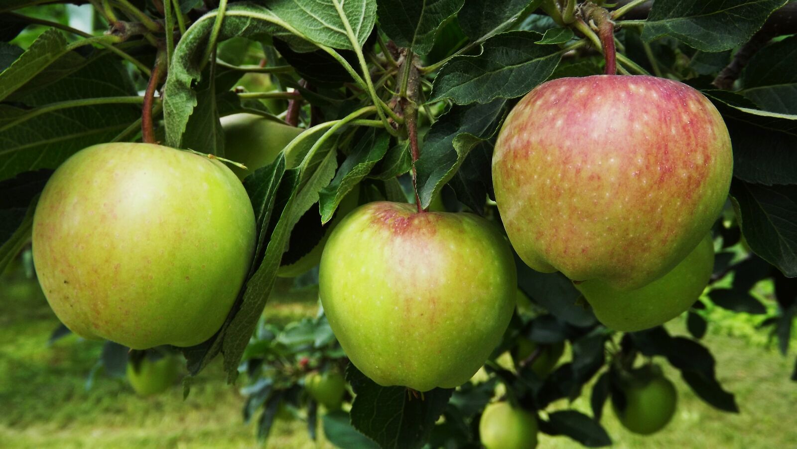 Fujifilm FinePix S3400 sample photo. Tree, apple, fruit photography