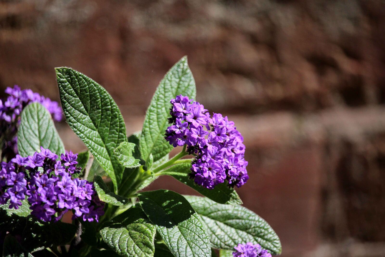 Canon EOS 700D (EOS Rebel T5i / EOS Kiss X7i) sample photo. Vanilla flower, purple, flower photography