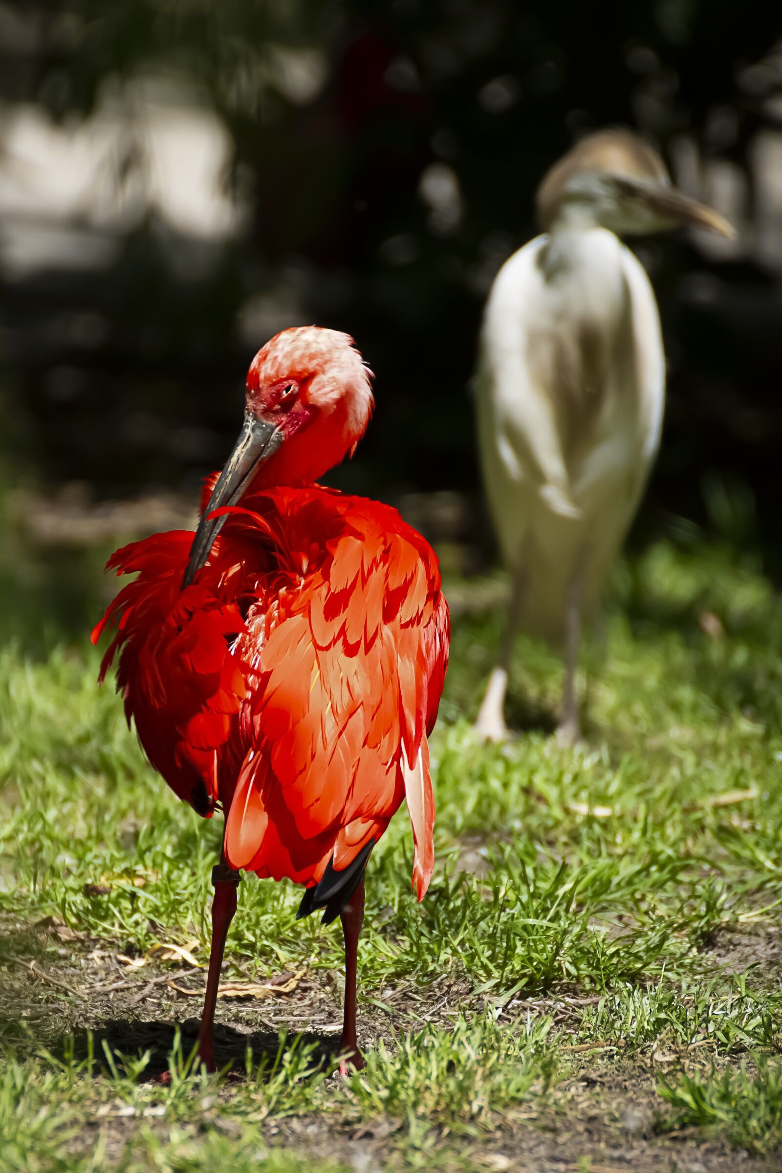 Canon EOS 7D sample photo. Stork, bird, nature photography