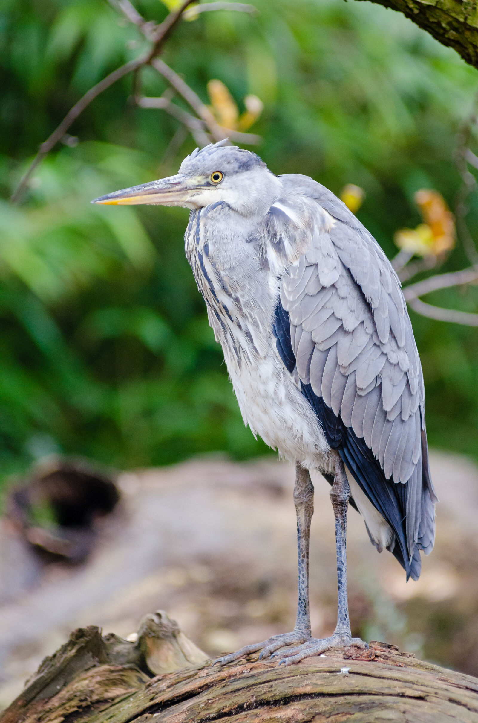 AF Zoom-Nikkor 80-200mm f/2.8 ED sample photo