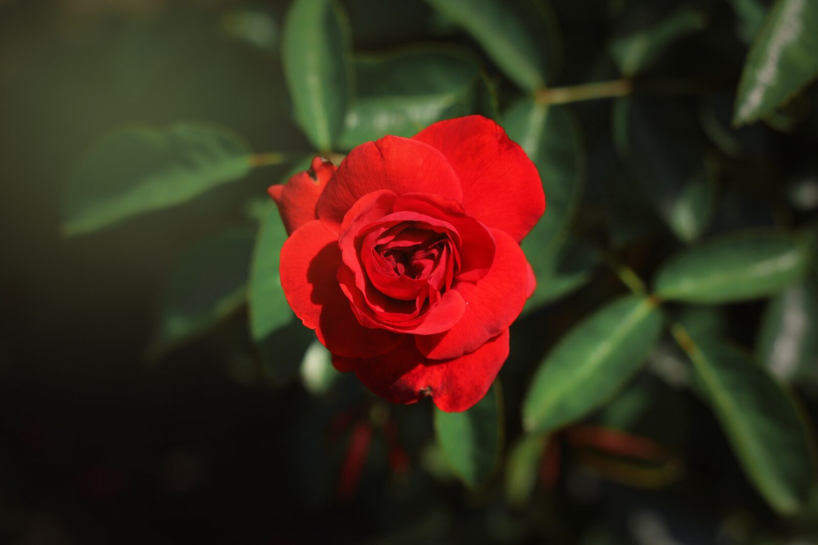 Canon EOS 700D (EOS Rebel T5i / EOS Kiss X7i) sample photo. Rose, red, nature photography