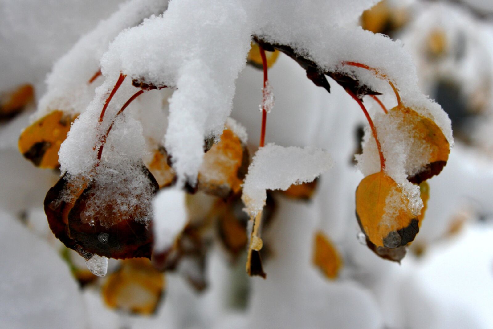 f/3.5-5.6 IS sample photo. Autumn leaves, aspen leaves photography