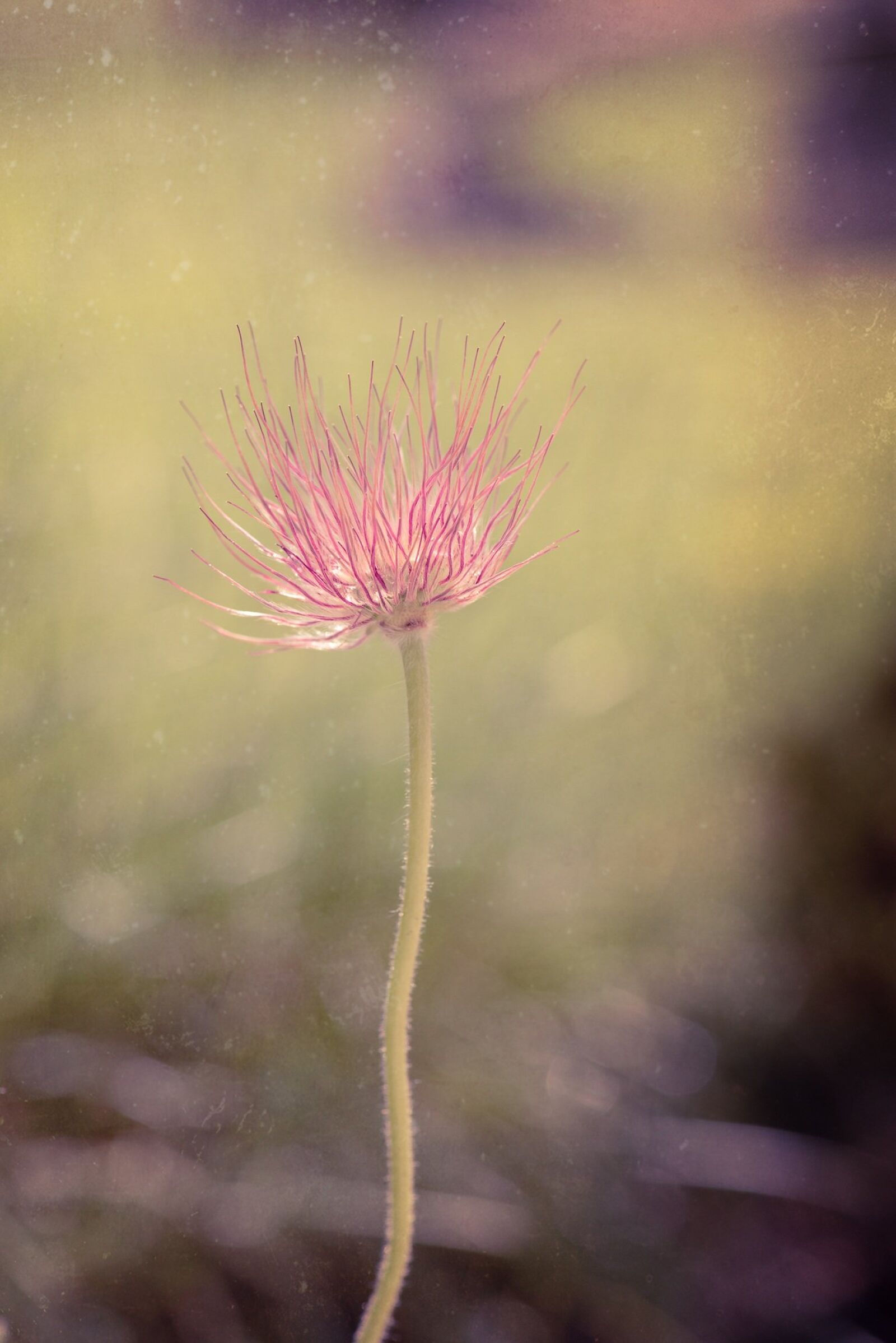 Nikon D750 sample photo. Common pasque flower, pulsatilla photography
