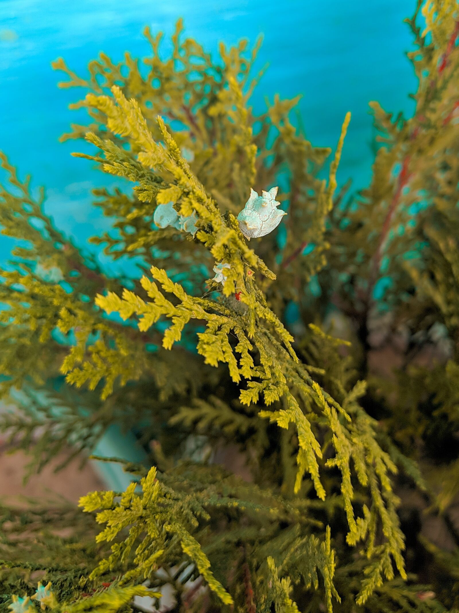Xiaomi Mi A3 sample photo. Best, best plant, yellow photography