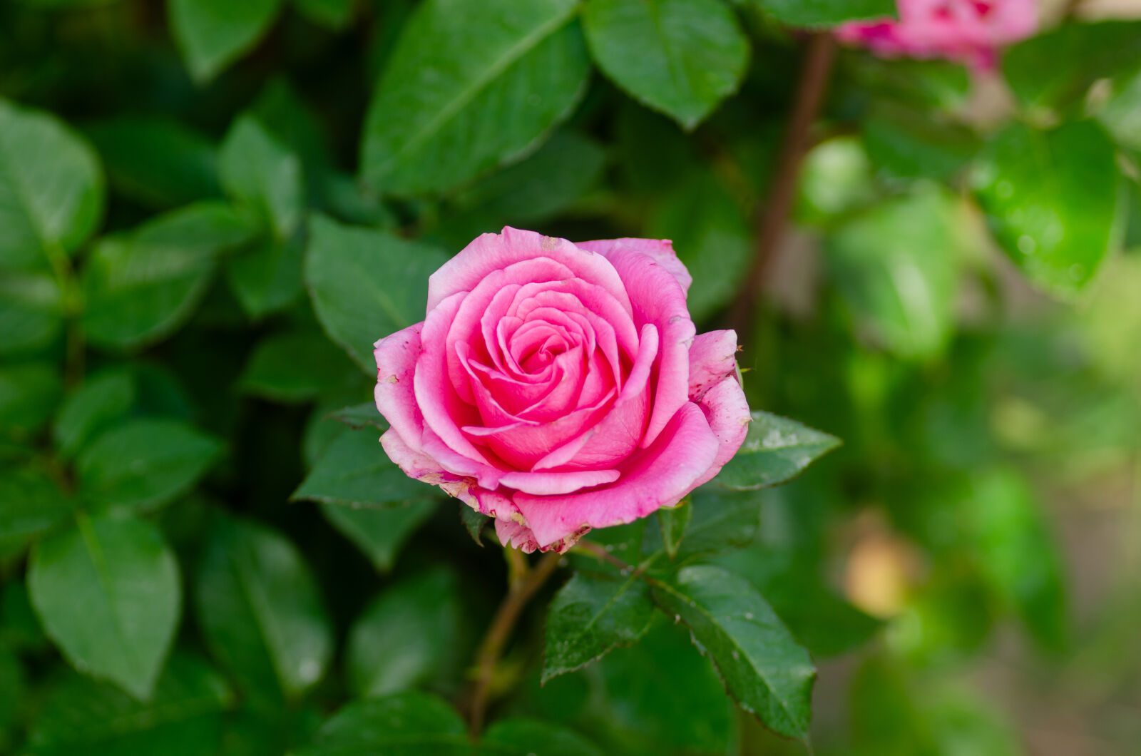 Nikon D7000 sample photo
