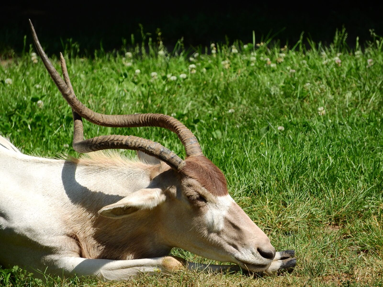 Nikon Coolpix P610 sample photo. Addax, adax nasomaculatus, long photography