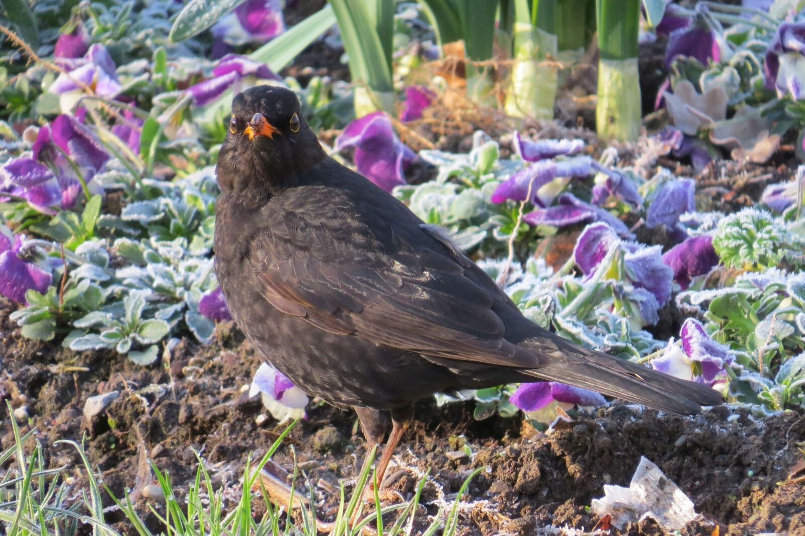 Canon PowerShot SX50 HS sample photo. Blackbird, frosty, spring photography