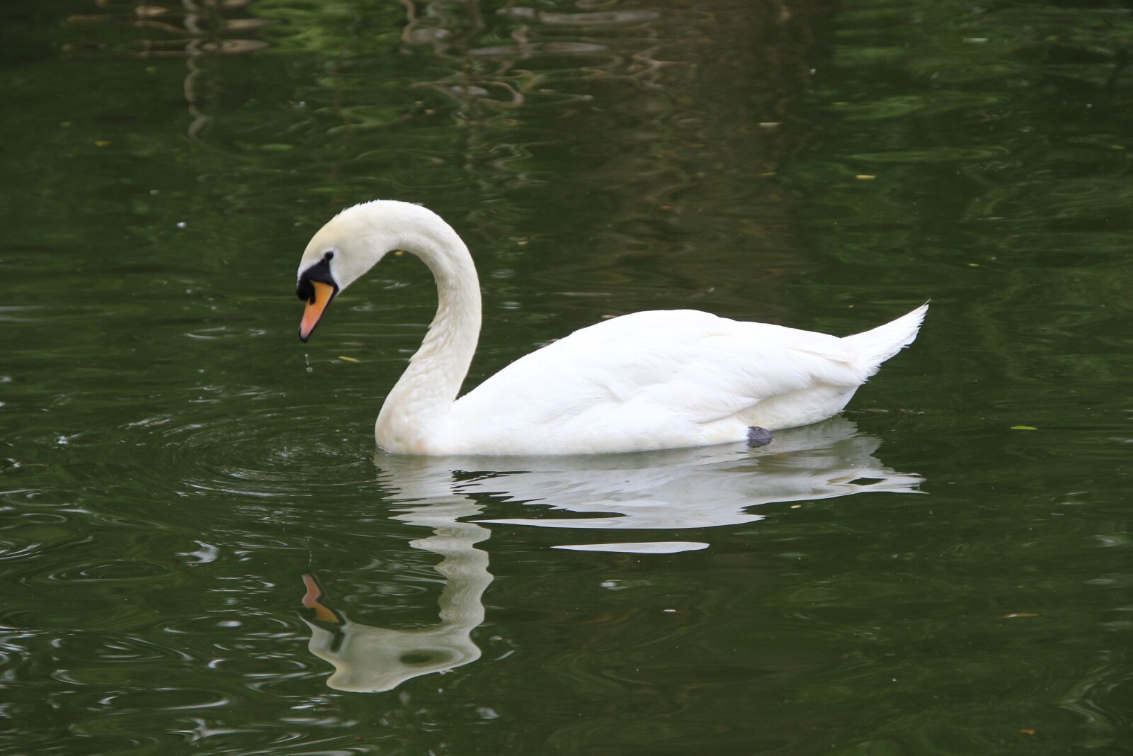 Canon EOS 600D (Rebel EOS T3i / EOS Kiss X5) sample photo. Bird, water bird, swan photography