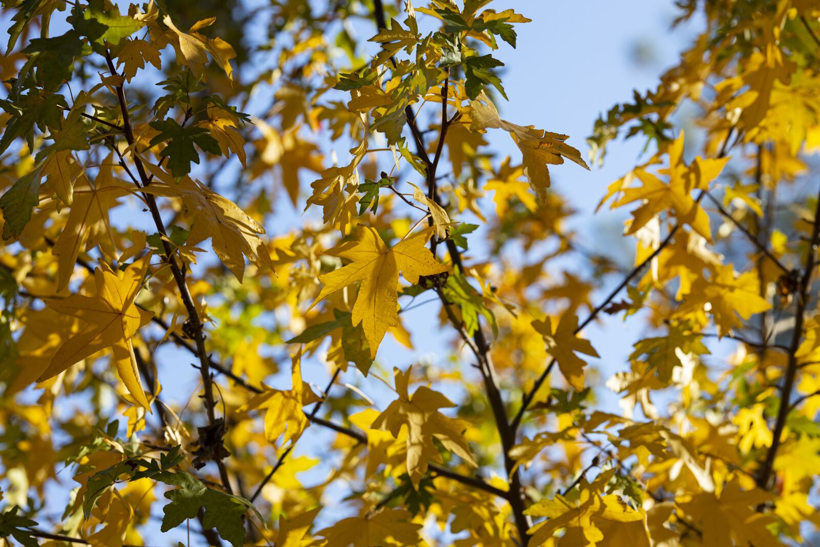 Canon EOS R sample photo. Tree, leaves, autumn photography