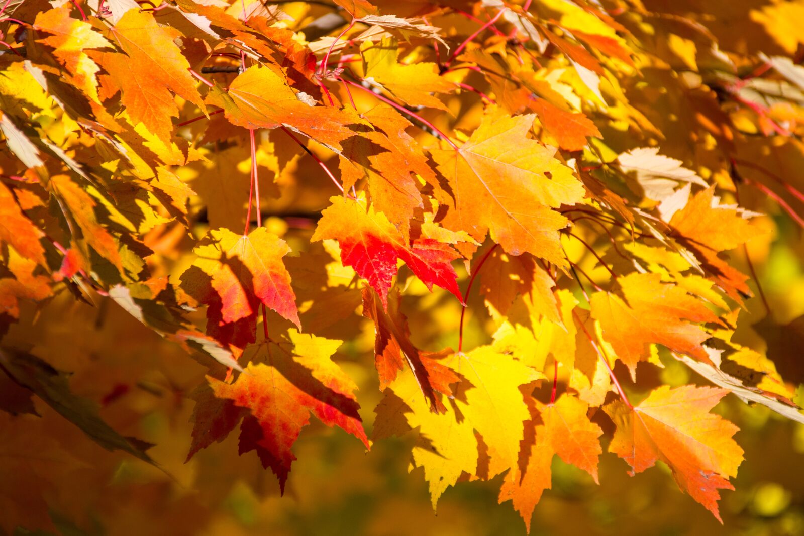 Canon EOS 100D (EOS Rebel SL1 / EOS Kiss X7) sample photo. Fall, autumn, trees photography