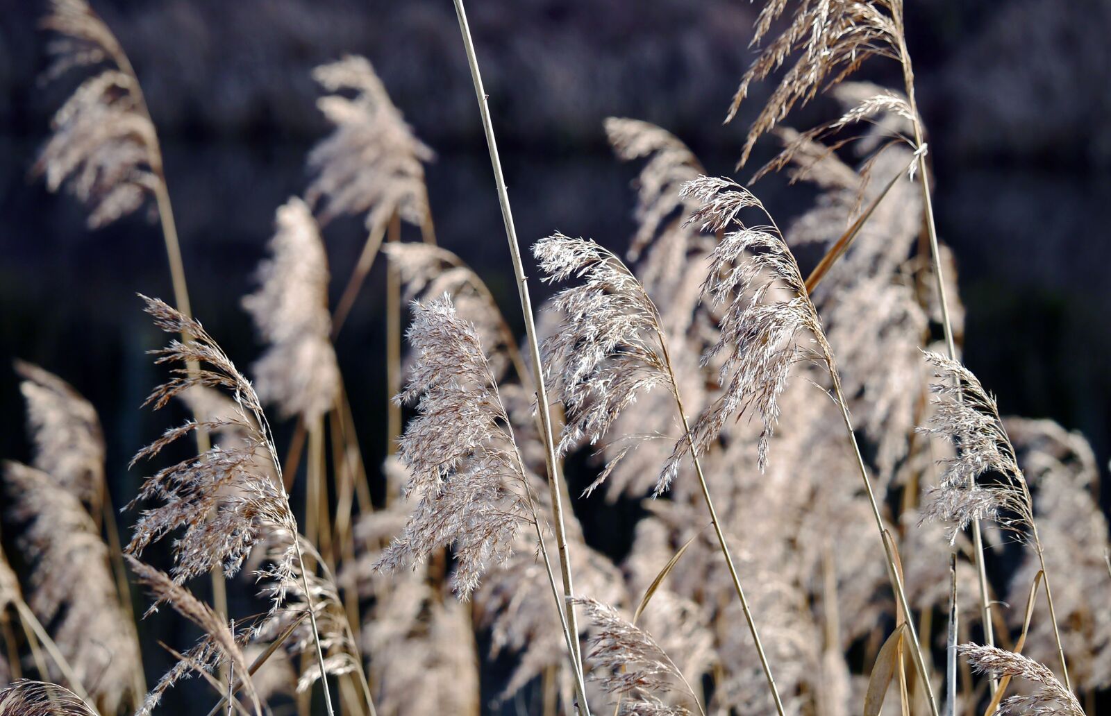 Panasonic Lumix DMC-GX1 sample photo. Reed fronds, dry, winter photography