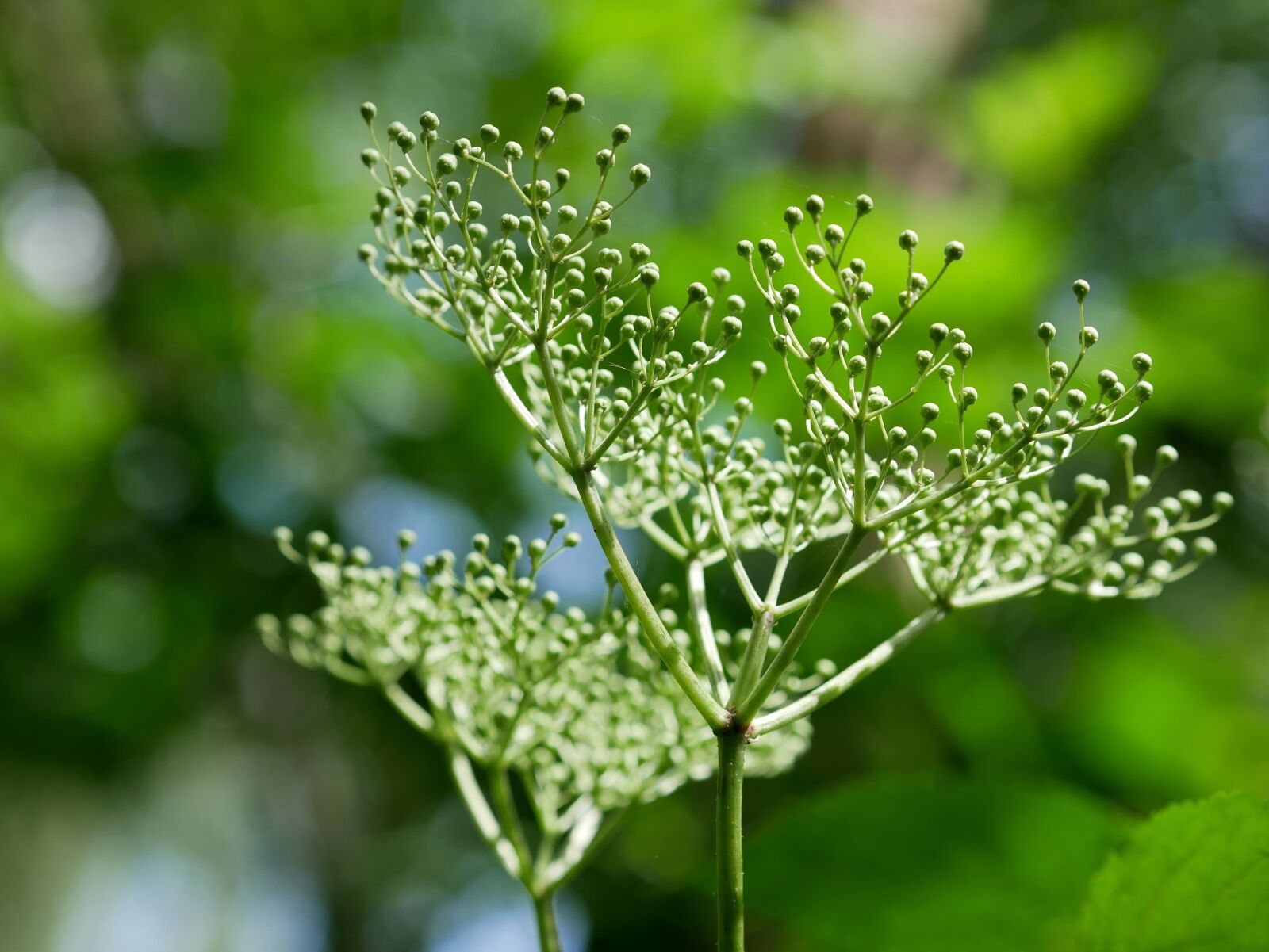 Panasonic Lumix DMC-GX85 (Lumix DMC-GX80 / Lumix DMC-GX7 Mark II) sample photo. Elder, bud, branch photography