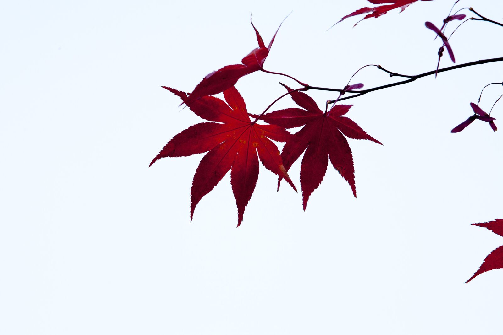 Canon EOS 5D sample photo. Autumn leaves, autumn, red photography